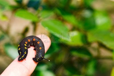 Black caterpillar with red spots in Japan