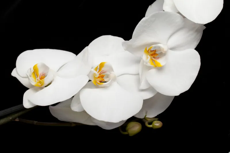 蝴蝶兰 白色 特写 兰花 野生动物 泰国 公园 植物 背景 花图片素材下载 稿定素材