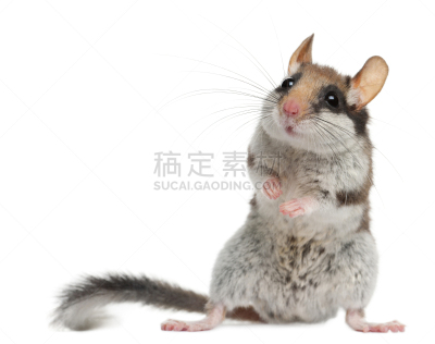 冬眠鼠,白色背景,前面,菜园,后腿站立,鼠,正面视角,留白,褐色,水平画幅