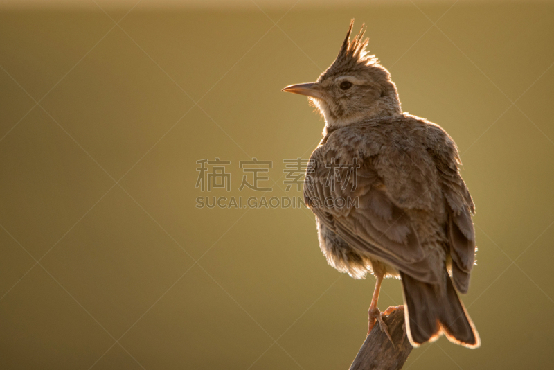 凤冠百灵,木制,棍,美,水平画幅,克里米亚,无人,鸟类,生物学,特写