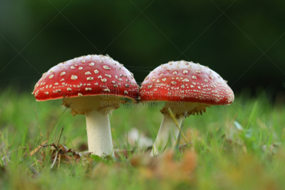 毒蘑菇,秋天,一对,伞形毒菌,毒蝇菇,鹅膏菌,水平画幅,草,斑驳的,特写