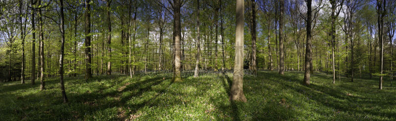 野风信子,英格兰,森林,过去,都市风光,forest of dean,灌木林,格洛斯特郡,树冠,温带的花