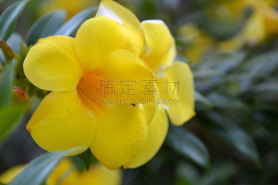 粉红蝉,毛莨科,小号,芳香的,水平画幅,无人,特写,植物,植物学,灌木