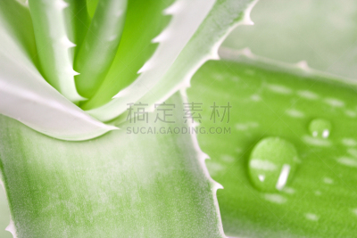 Aloe vera