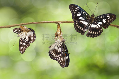 蝴蝶,嫩枝,黑色,军士,美,新的,水平画幅,无人,动物身体部位,茧