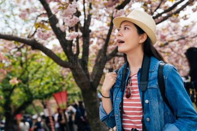 看,樱之花,自然美,灯笼,水果,导游,户外,日式书包,樱花,智能手机