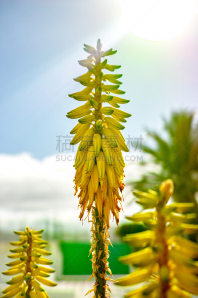 植物,种植园,健康保健,草药,芦荟,化妆用品,古老的,垂直画幅,彩妆,印度草医学