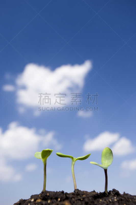 向日葵,子叶,垂直画幅,天空,绿色,无人,夏天,春天,植物,新生活