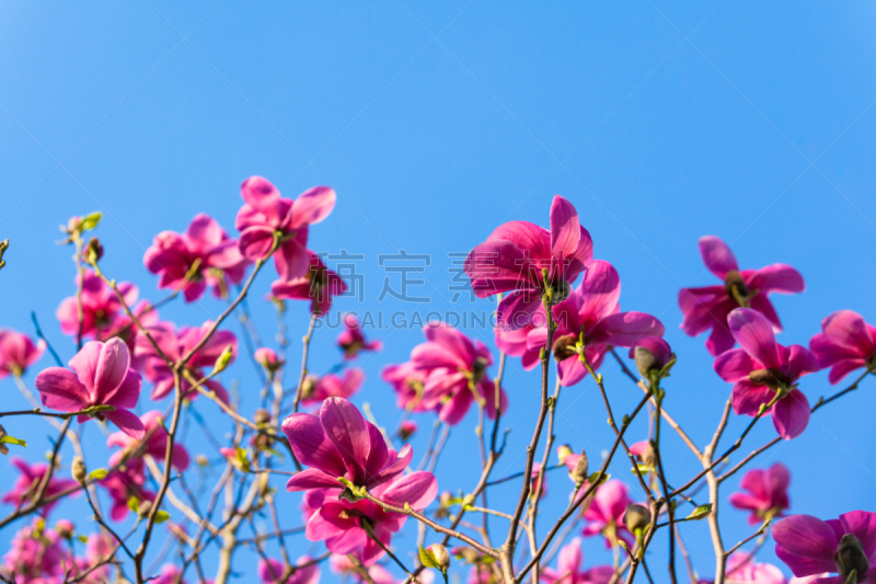 玉兰类,杜鹃花属,自然,太空,风,水平画幅,快乐,蓝色,特写,脆弱