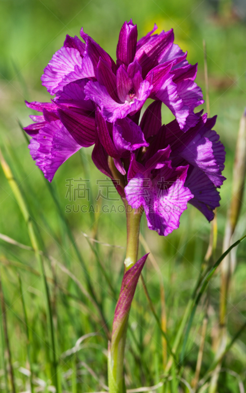 兰花,蝴蝶,阿拉比达自然公园,垂直画幅,美,无人,野生植物,仅一朵花,野花,葡萄牙