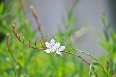 毛莨科葛缕子属香菜,水平画幅,绿色,无人,五月,蓝色,日本,藤泽市,白色,春天