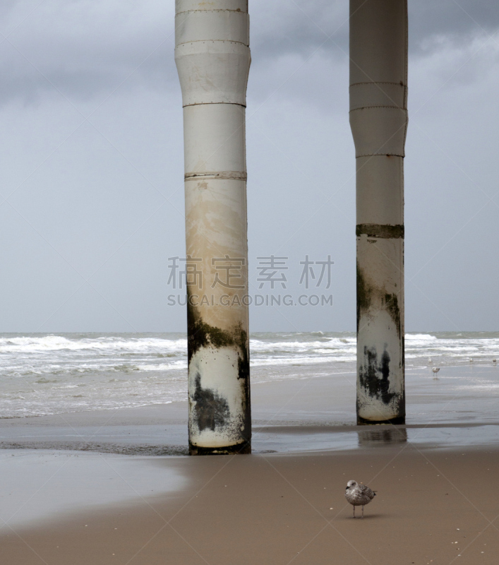 海滩,斯海弗宁恩,垂直画幅,码头,沙子,无人,水平线,鸟类,夏天,户外