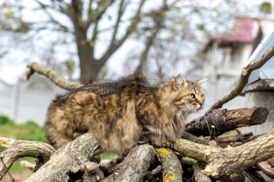 西伯利亚猫,欧洲野猫,野猫,自然,水平画幅,绿色,灰发,嫩枝,爪子,动物身体部位