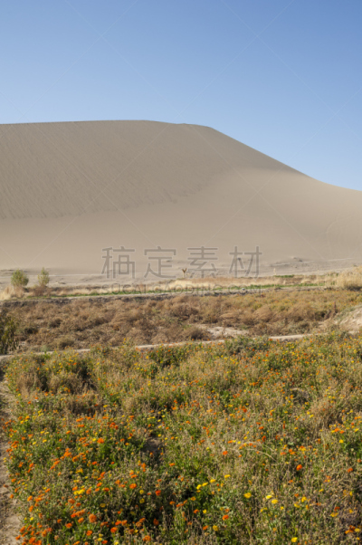 沙漠,仅一朵花,自然,垂直画幅,地形,山,秋天,无人,户外,干的