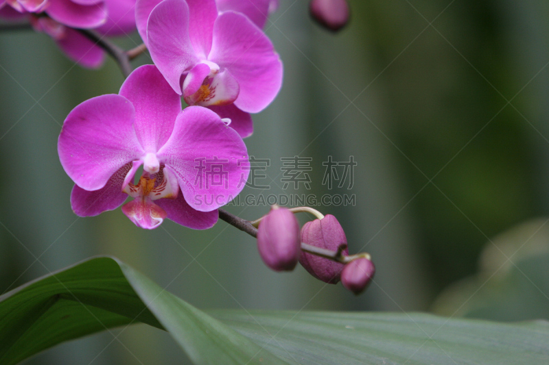 粉色,植物园,兰花,植物,蛾,水平画幅,无人,蝴蝶兰,植物学,花坛