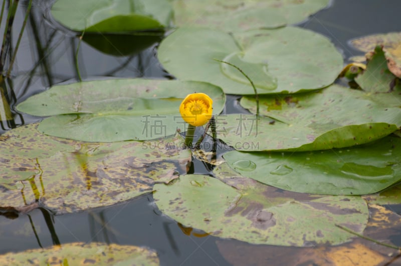 水,百合花,自然,美国,水生植物,水平画幅,睡莲,无人,户外,明尼苏达