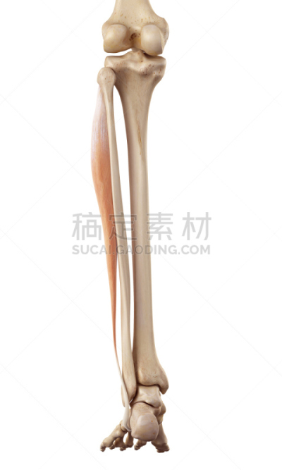垂直画幅,绘画插图,白色背景,科学,计算机制图,计算机图形学,生物学,背景分离,腓长肌