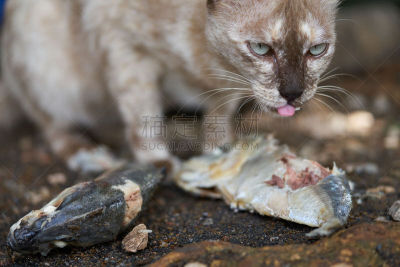 猫,鱼类,饥饿的,水平画幅,动物身体部位,锯鳐,鲭鱼,螃蟹,泰国,人的眼睛