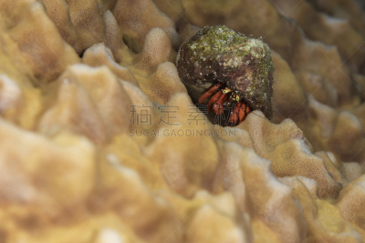 寄生蟹,海绵,桶状海绵,野生动物,水平画幅,无人,水下,野外动物,海洋生命,摄影