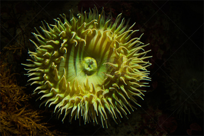 海葵,鱼类,自然,画六线鱼,海洋生命,食鱼海葵,野生动物,着色海葵,大丽花海葵,图像