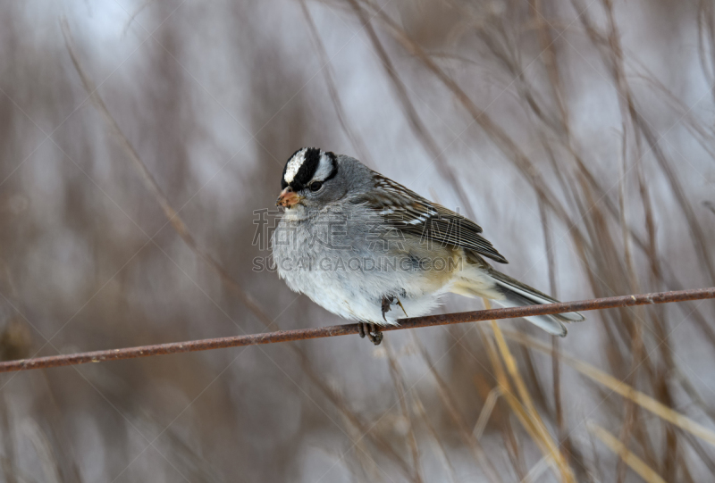 White-crowned sparrow on a cloudy winter’s day. It is a species of passerine bird native to North America.  A mature bird has a grey face and black and white streaking on the upper head.