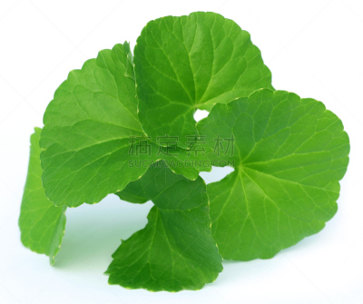 药,叶子,积雪草,拉他河,抗炎,树袋熊,关节炎,印度草医学,顺势医学,水平画幅