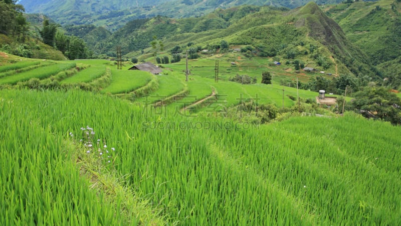 稻,田地,萨帕,梯田,白族,胡志明市,老挝,缅甸,水平画幅,巴厘岛