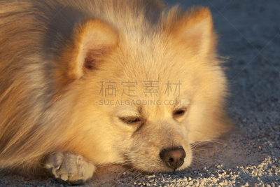 斯皮茨狗,海豚鱼,尖牙,公园,水平画幅,雪,动物身体部位,户外,哺乳纲,冬天