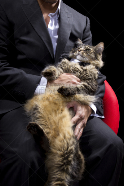 套装,男商人,猫,领结,拿着,缅因库恩猫,宠物收养,专横,垂直画幅,家庭生活