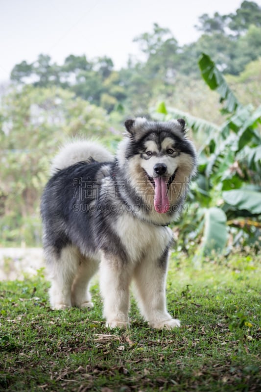 狗,进行中,草,凯斯犬,阿拉斯加雪橇犬,雪橇犬,郊区,垂直画幅,家畜,无人