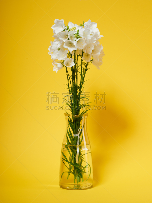 花瓶,风铃草属,黄色背景,垂直画幅,无人,阴影,特写,明亮,花束,白色