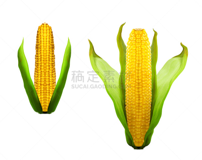 玉米,两个物体,水平画幅,小的,甜玉米,无人,外壳,夏天,图像,特写