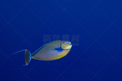 颊纹鼻鱼,海洋,海龟,水平画幅,印度洋,蓝色,水下,生态多样性,阿里环礁