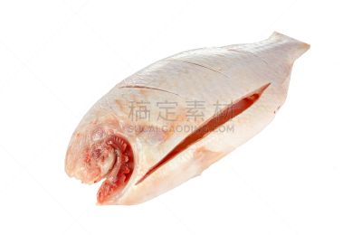 罗非鱼,尼罗河,红色,分离着色,白色,自然,野生动物,水平画幅,无人,非洲