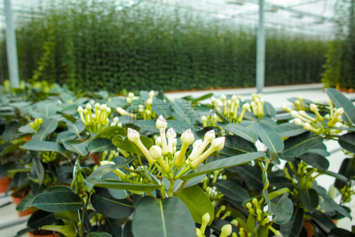 婚礼,植物,茉莉,马达加斯加,栽培植物,千金子藤,温室,洋葱花,华丽的,花