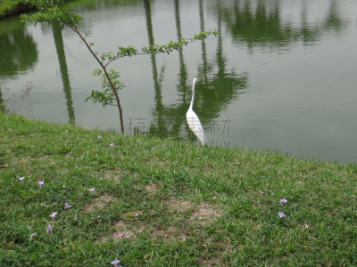 湖,大白鹭,野生动物,水平画幅,高尔夫球运动,白鹭,筑巢处,鸟类,鹭科,小鸟球
