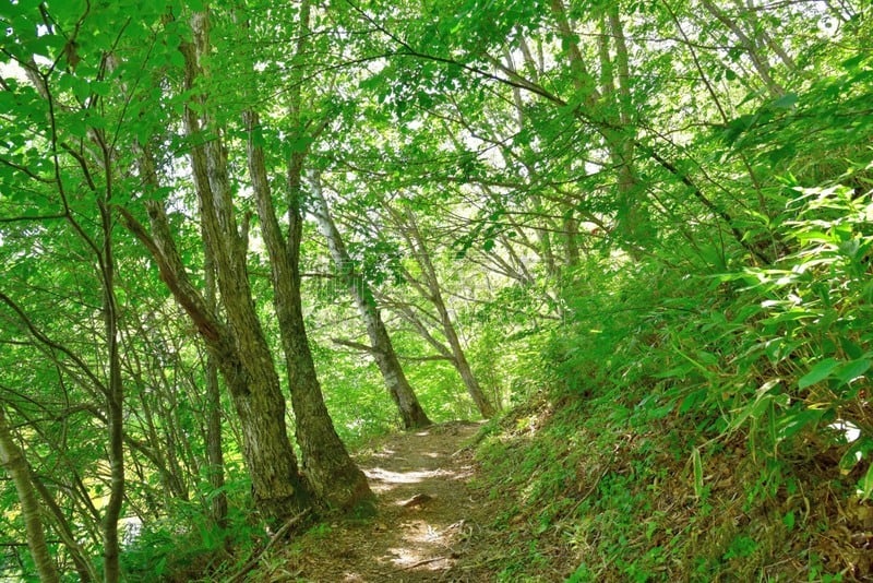 长野县,日本,夏天,森林,松本市,乘鞍高原,松本,自然,高原,水平画幅