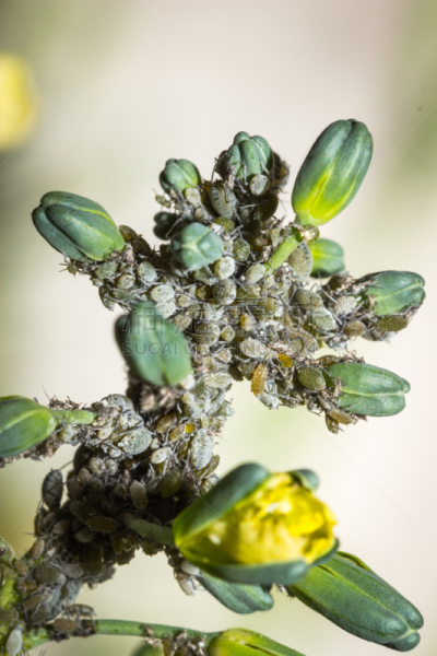 植物,蚜虫,西兰花,南非,灰色,开普敦,动物食性,垂直画幅,无人,粉虱
