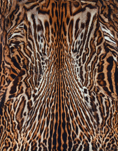 豹纹,垂直画幅,野生猫科动物,美,动物学,动物身体部位,特写,雨林,厚衣服,非凡的