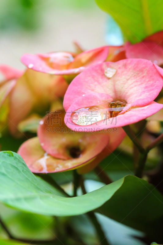 早晨,自然,芋泥,自然美,大戟科,马利筋;,雌蕊,垂直画幅,水,美