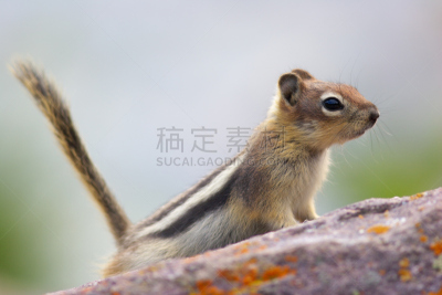 金毛鼠,地松鼠,碧玉,杰士伯,水平画幅,阿尔伯塔省,无人,动物学,野外动物,户外