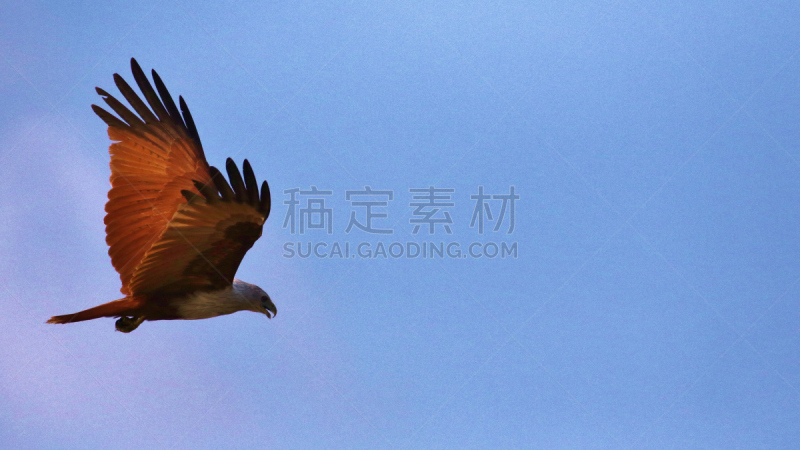 栗鸢,印度河,自然,拍摄场景,风,野生动物,水平画幅,无人,斯里兰卡,鸟类