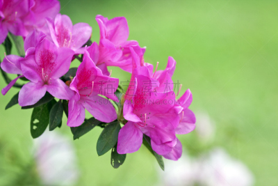 色彩鲜艳,植物群,杜鹃花,螺旋弹簧,活力,品红色,动物群,园林,杜鹃花属,雌蕊