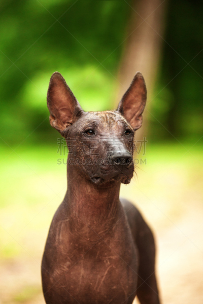 墨西哥人,夏天,纯种犬,中国冠毛犬,白昼,墨西哥无毛犬,动物躯干,丑陋,垂直画幅,美