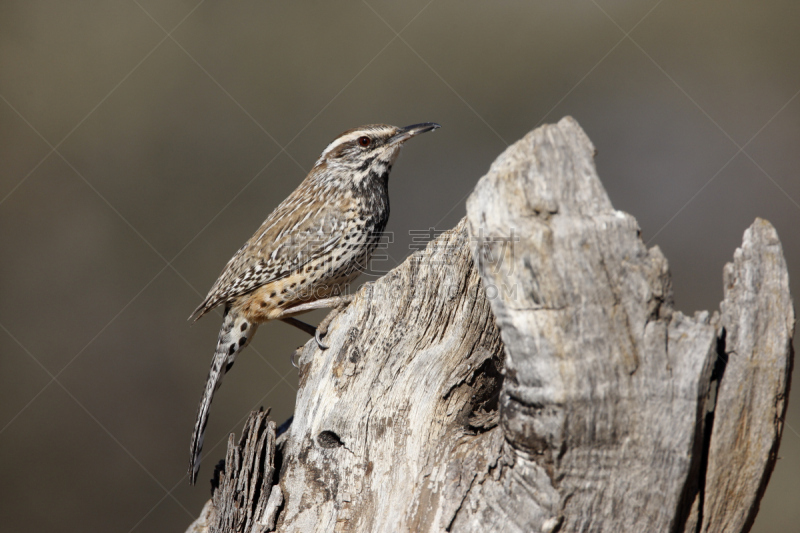 cactus wren,自然,野生动物,美国,水平画幅,无人,鸟类,北,美洲,北美歌雀
