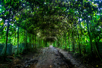 大门,建筑物门,天堂,水平画幅,绿色,地形,无人,南瓜,西苏门答腊省,人