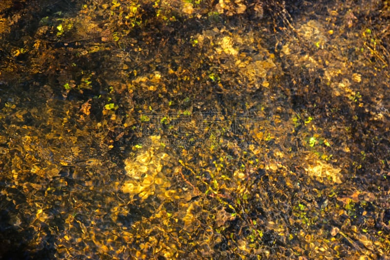 特写,抽象,水样液,藓沼,水灾,沼泽,水平画幅,苔藓,乌克兰