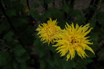 黄色,菊花,江户时代,传统,清新,仅一朵花,枝繁叶茂,自然美,植物,户外