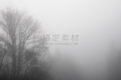 在雾中,灰色,水平画幅,秋天,撒马密西湖州立公园,无人,户外,秃树,华盛顿州,黑白图片