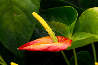 花烛属,肉穗花序,美,植物属性,水平画幅,形状,睡莲,无人,夏天,特写